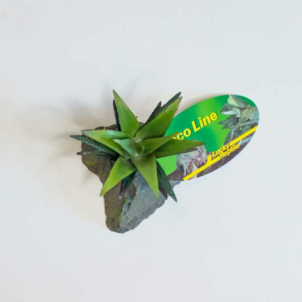 Preview: Lucky Reptile Sukkulente